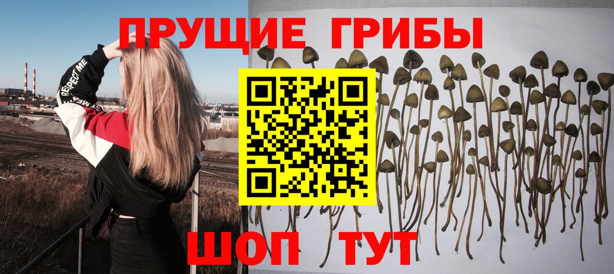 Кострома  Галлюциногенные грибы Cubensis  Вход с VPN 